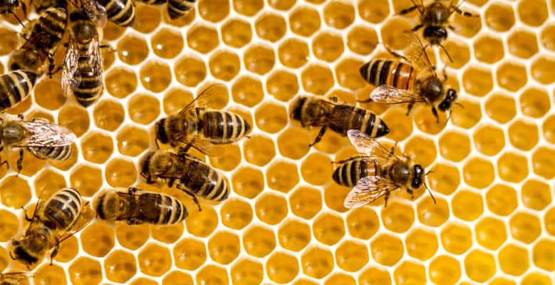 Endangered Foods - Honey - Ben & Jerry's