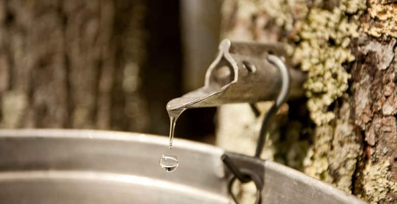 Endangered Foods - Maple Syrup - Ben & Jerry's