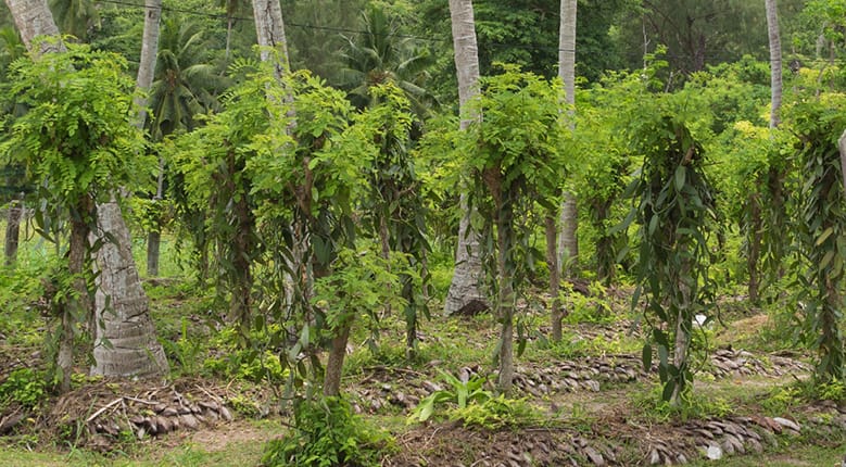 vanilla-plantation-779.jpg (plantation of vanilla)