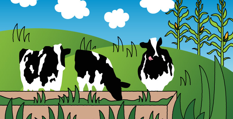 Illustration of cows munching on grass