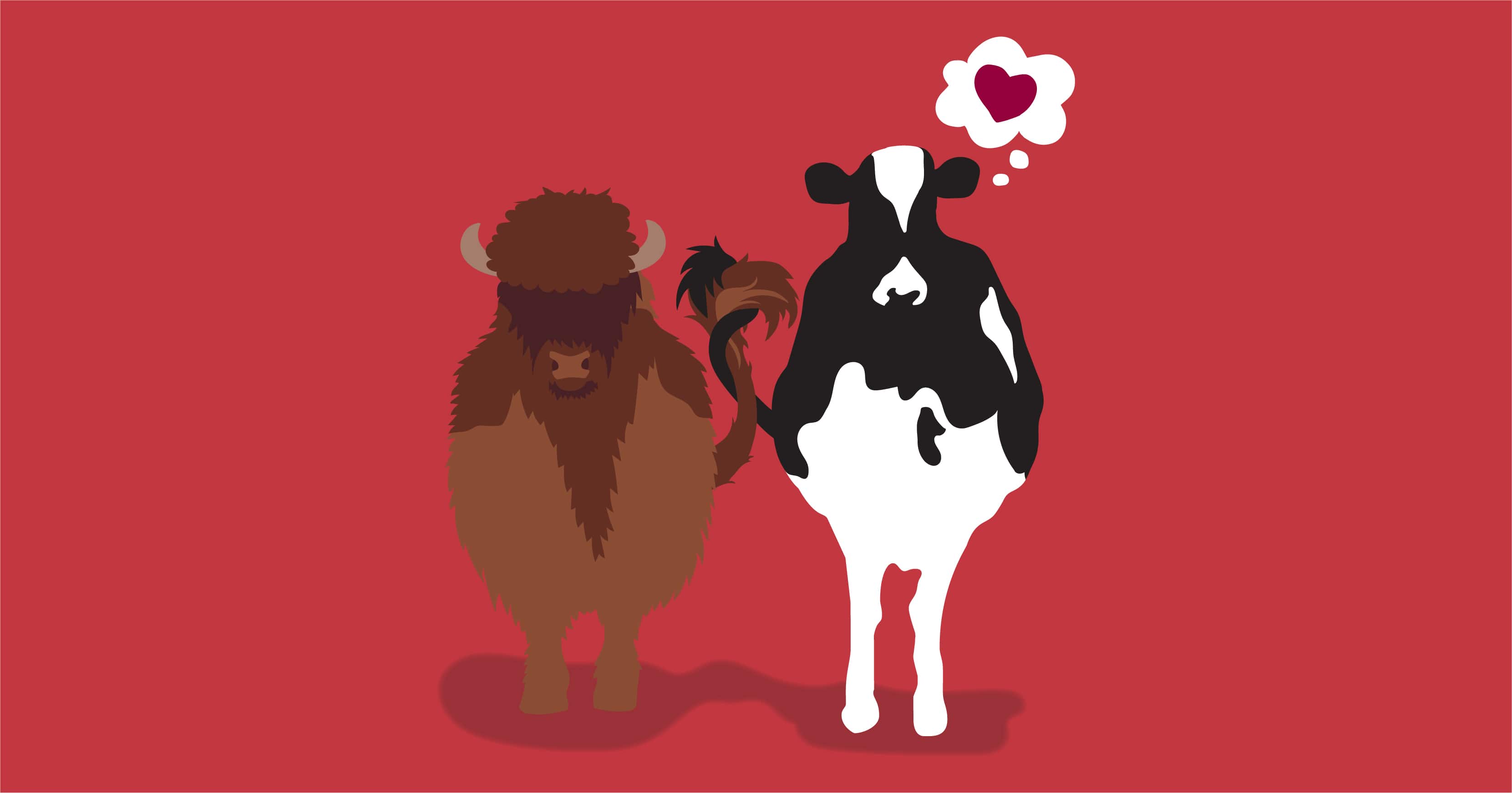 a bull and cow with tails entwined